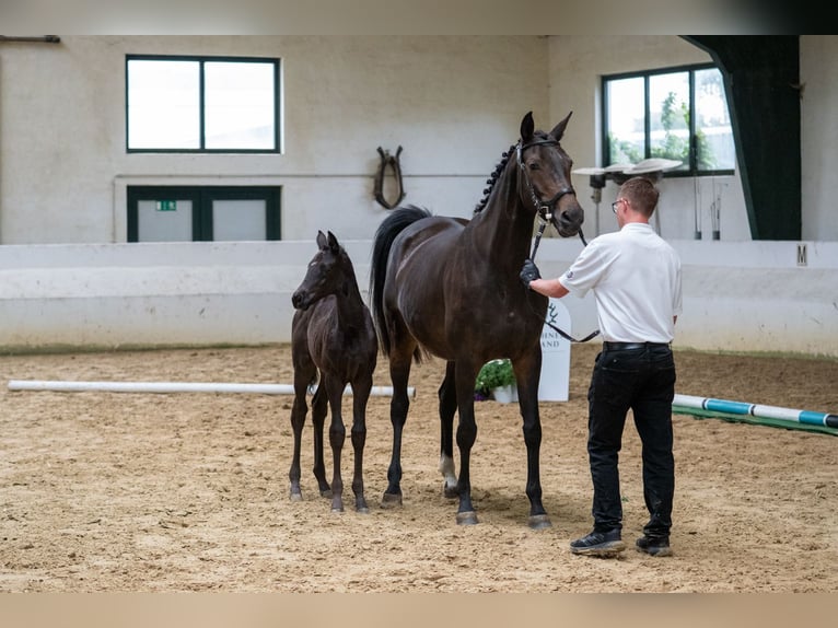 Trakehner Stute 1 Jahr Schwarzbrauner in Herentals