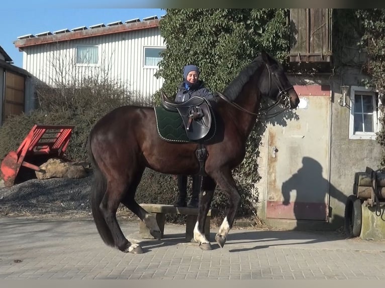 Trakehner Stute 20 Jahre 170 cm Schwarzbrauner in Hüttenberg