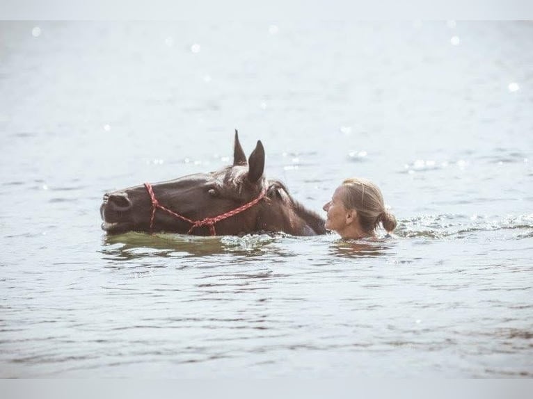 Trakehner Stute 20 Jahre 170 cm Schwarzbrauner in Hüttenberg