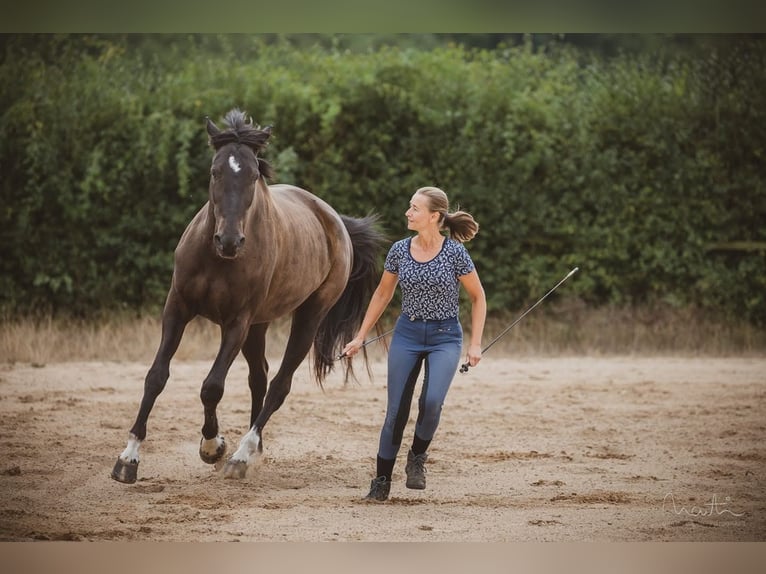 Trakehner Stute 20 Jahre 170 cm Schwarzbrauner in Hüttenberg