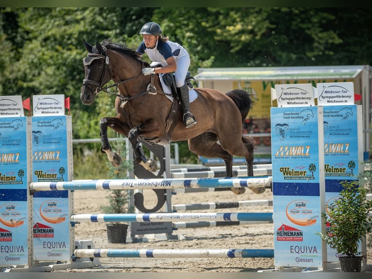 Trakehner Stute 20 Jahre 170 cm Schwarzbrauner in Hüttenberg