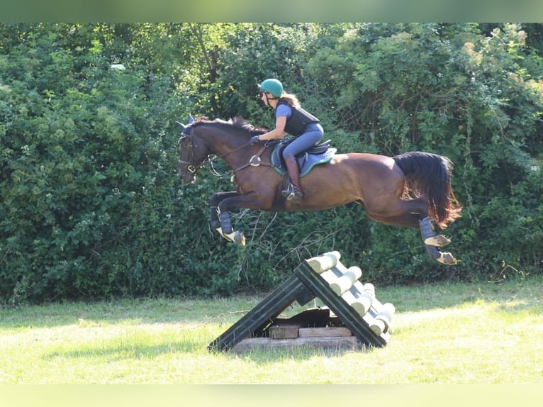 Trakehner Stute 20 Jahre 170 cm Schwarzbrauner in Hüttenberg