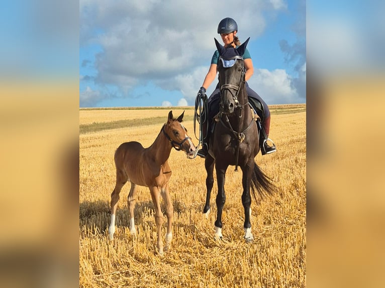Trakehner Stute 20 Jahre 170 cm Schwarzbrauner in Hüttenberg