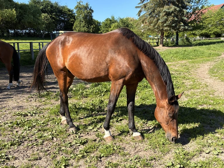 Trakehner Stute 22 Jahre 168 cm Brauner in Melle