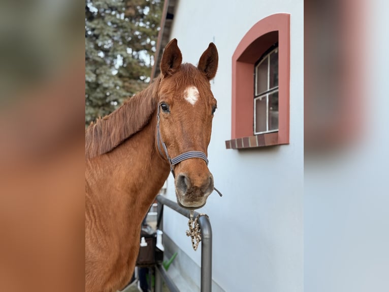 Trakehner Stute 24 Jahre 164 cm Fuchs in Wusterhausen (Dosse)