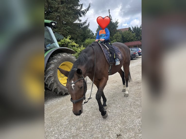 Trakehner Stute 25 Jahre 163 cm Brauner in Schweitenkirchen