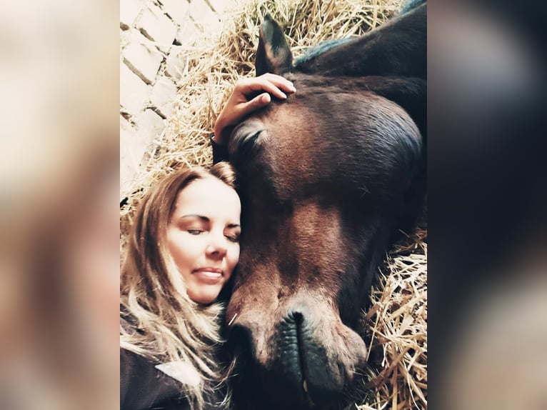 Trakehner Stute 25 Jahre 163 cm Brauner in Schweitenkirchen