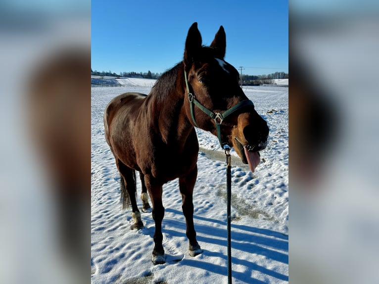 Trakehner Stute 25 Jahre 163 cm Brauner in Schweitenkirchen