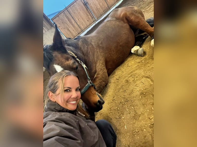 Trakehner Stute 25 Jahre 163 cm Brauner in Schweitenkirchen