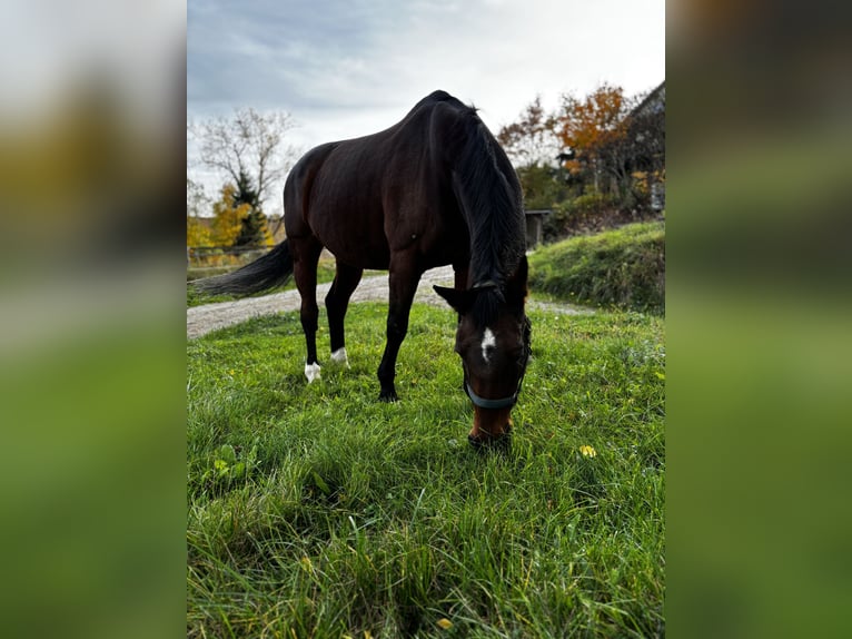 Trakehner Stute 25 Jahre 163 cm Brauner in Schweitenkirchen