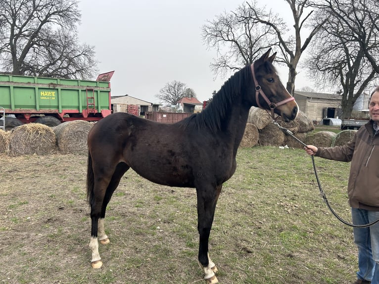 Trakehner Stute 2 Jahre 155 cm Brauner in Ueckermünde