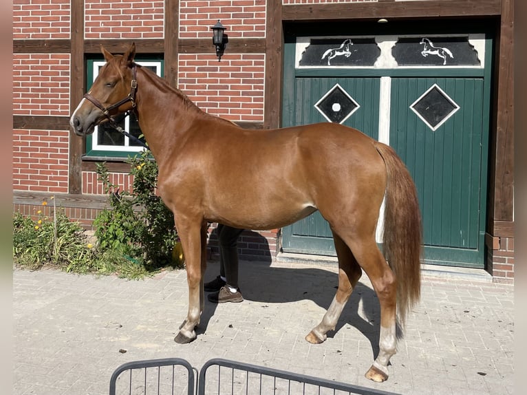 Trakehner Stute 2 Jahre 158 cm Fuchs in Gro&#xDF;enkneten