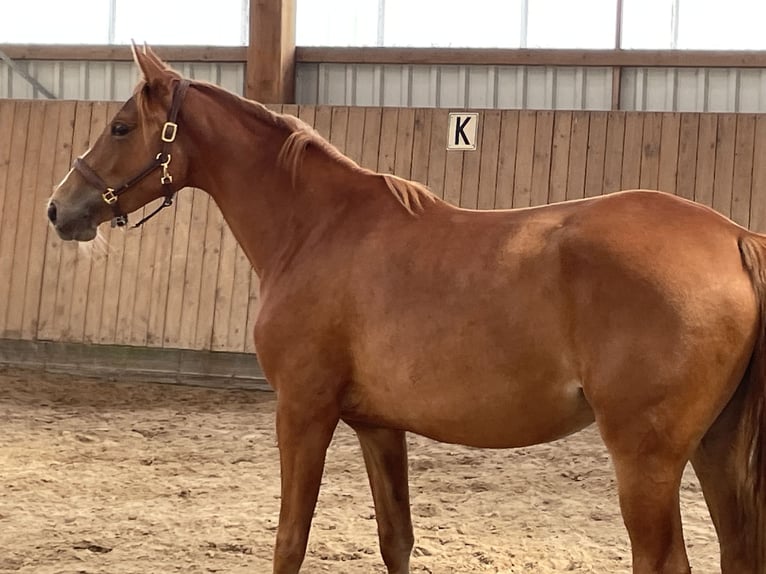 Trakehner Stute 2 Jahre 158 cm Fuchs in Gro&#xDF;enkneten