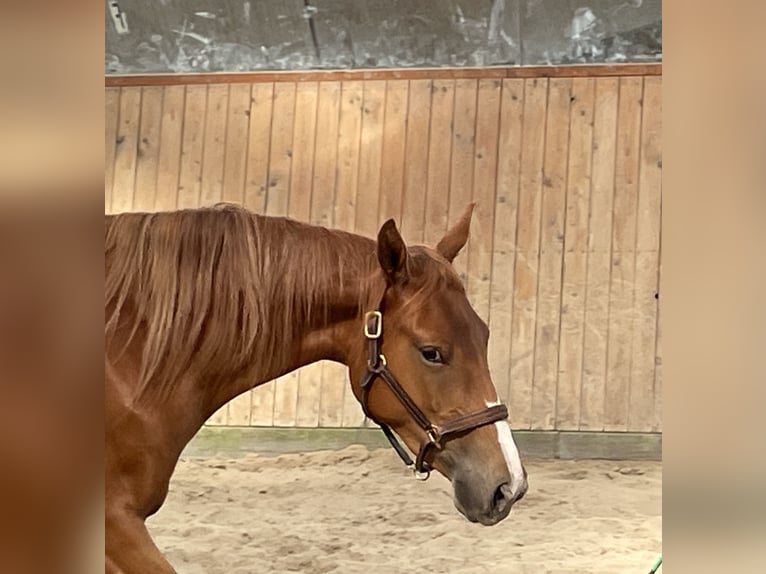 Trakehner Stute 2 Jahre 158 cm Fuchs in Gro&#xDF;enkneten