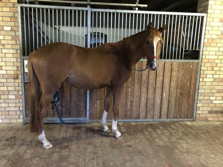 Trakehner Stute 2 Jahre 158 cm Fuchs in StriegistalStriegistal