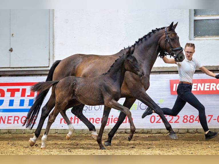Trakehner Stute 2 Jahre 161 cm Schwarzbrauner in Ney