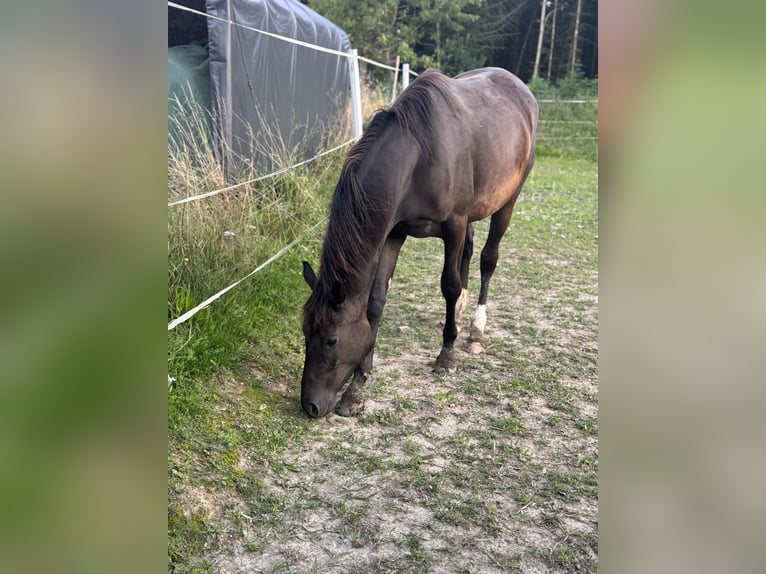 Trakehner Stute 2 Jahre 161 cm Schwarzbrauner in Ney