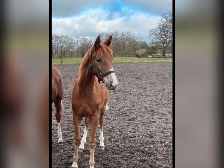 Trakehner Stute 2 Jahre 162 cm Fuchs in Vechta