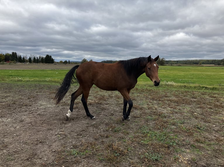 Trakehner Stute 2 Jahre 163 cm Brauner in Päwesin