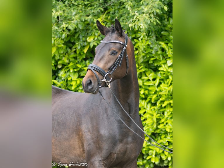 Trakehner Stute 2 Jahre 163 cm Dunkelbrauner in Selk