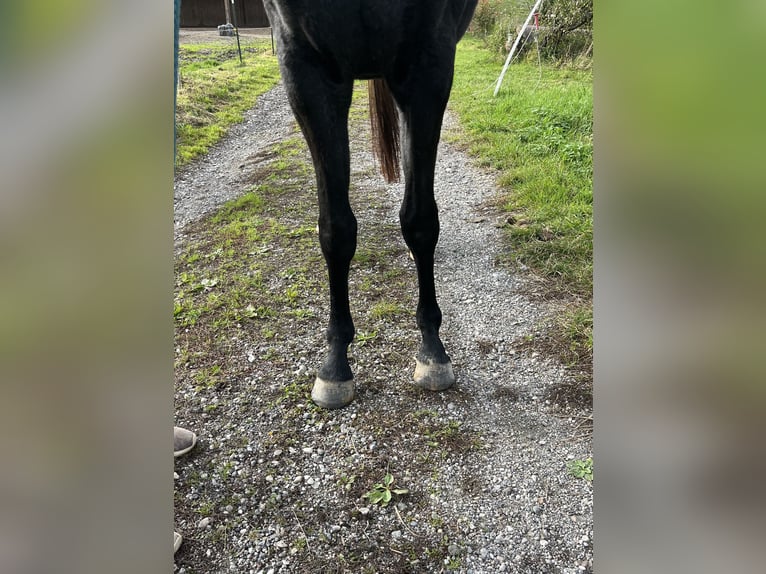 Trakehner Stute 2 Jahre 164 cm Apfelschimmel in Murnau am Staffelsee