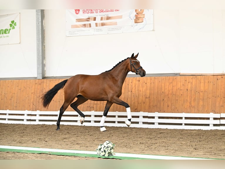 Trakehner Stute 2 Jahre 164 cm Brauner in Bismarck