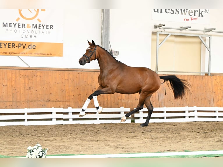 Trakehner Stute 2 Jahre 164 cm Brauner in Bismarck