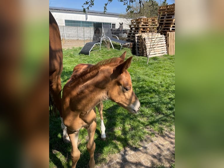 Trakehner Stute 2 Jahre 165 cm Fuchs in Donauwörth