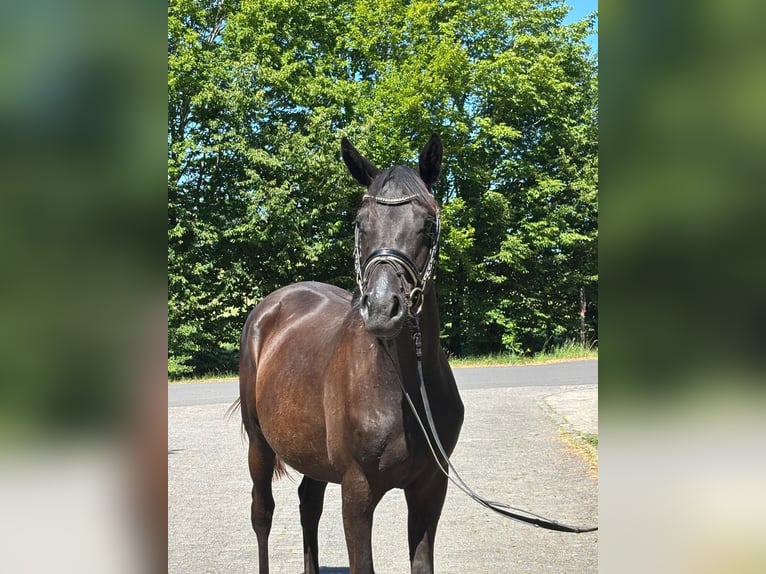 Trakehner Stute 2 Jahre 165 cm Rappe in Gro&#xDF; Oesingen