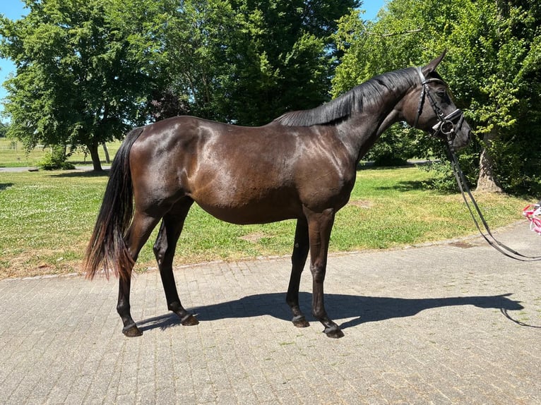 Trakehner Stute 2 Jahre 165 cm Rappe in Gro&#xDF; Oesingen