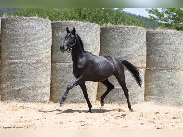 Trakehner Stute 2 Jahre 165 cm Rappe in Aytos