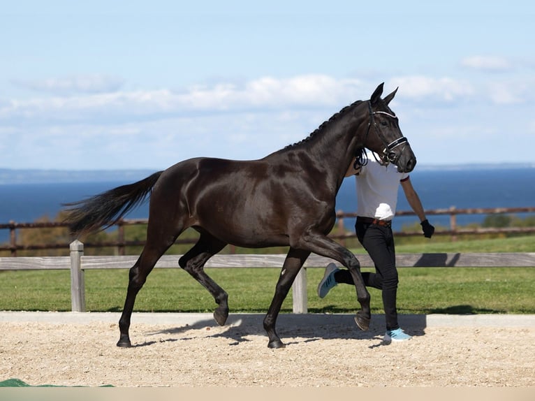 Trakehner Stute 2 Jahre 167 cm Schwarzbrauner in B&#xF8;rkop