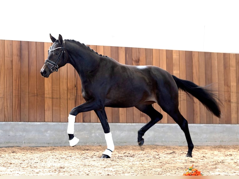 Trakehner Stute 2 Jahre 167 cm Schwarzbrauner in B&#xF8;rkop