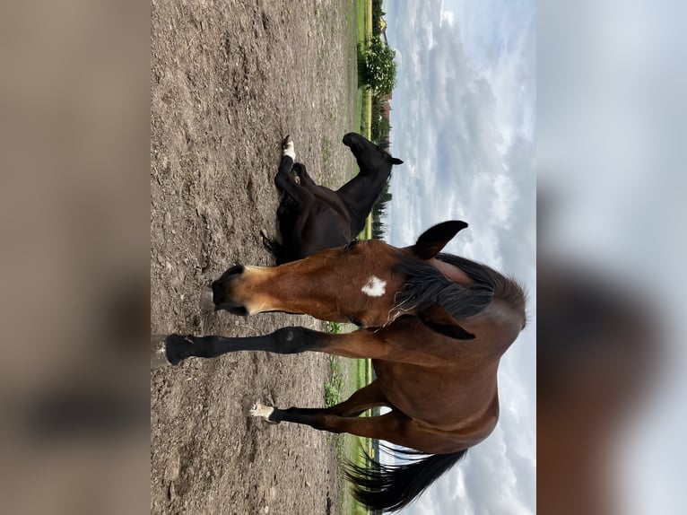 Trakehner Stute 2 Jahre 168 cm Brauner in Päwesin OT Riewend