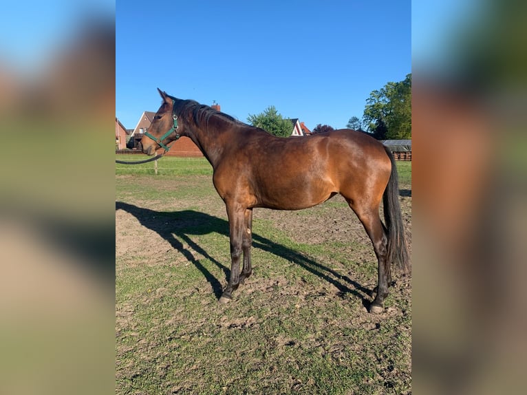 Trakehner Stute 2 Jahre 168 cm  in Wittingen