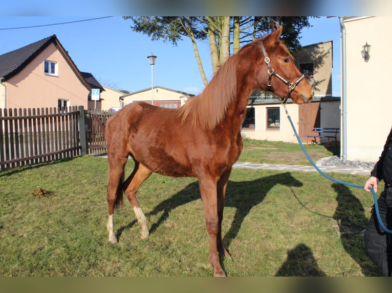 Trakehner Stute 2 Jahre 170 cm Fuchs in Limbach-Oberfrohna