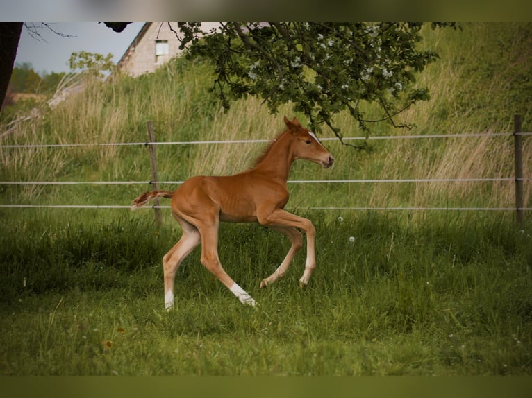 Trakehner Stute 2 Jahre 170 cm Fuchs in Limbach-Oberfrohna