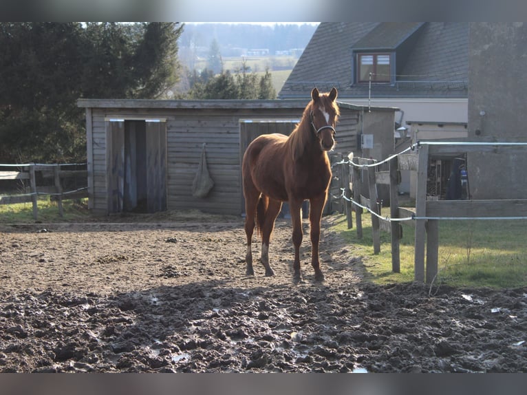 Trakehner Stute 2 Jahre 170 cm Fuchs in Limbach-Oberfrohna