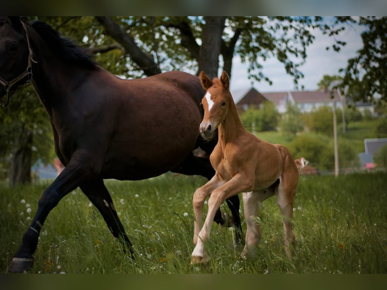 Trakehner Stute 2 Jahre 170 cm Fuchs in Limbach-Oberfrohna