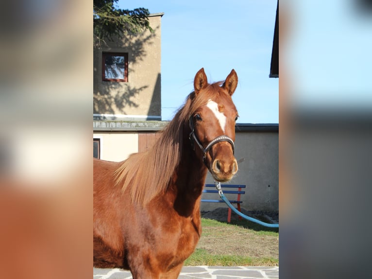 Trakehner Stute 2 Jahre 170 cm Fuchs in Limbach-Oberfrohna