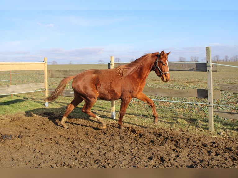 Trakehner Stute 2 Jahre 170 cm Fuchs in Limbach-Oberfrohna