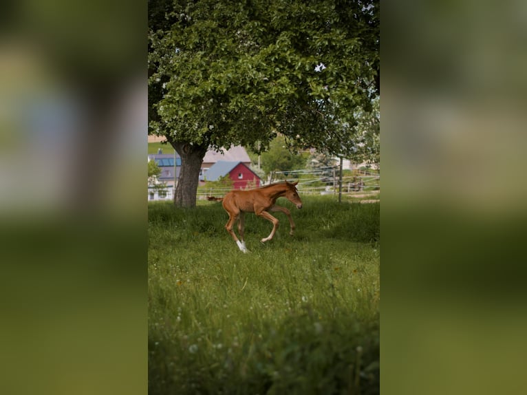 Trakehner Stute 2 Jahre 170 cm Fuchs in Limbach-Oberfrohna