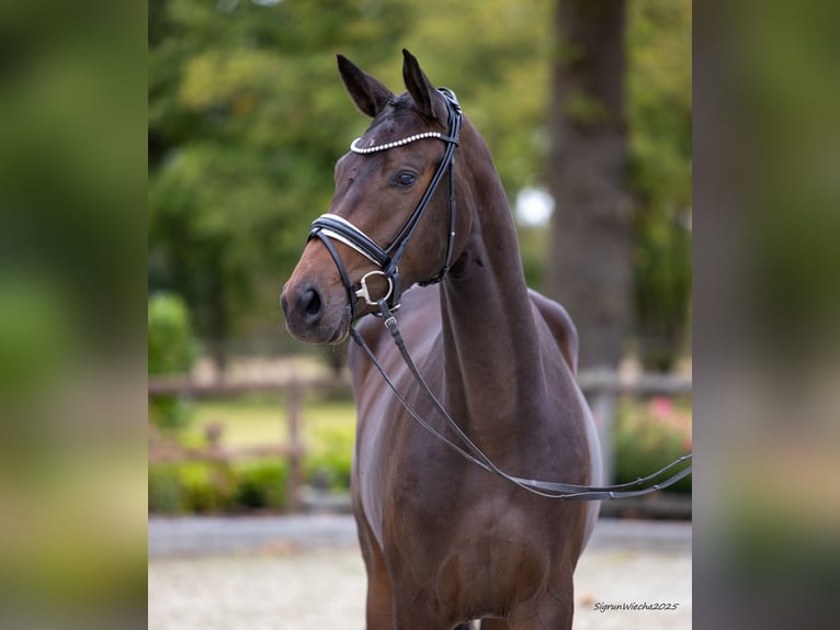 Trakehner Stute 2 Jahre 171 cm Brauner in Postfeld