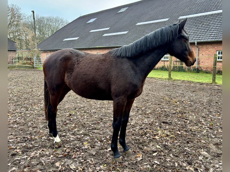 Trakehner Stute 2 Jahre Dunkelbrauner in Bad Zwischenahn