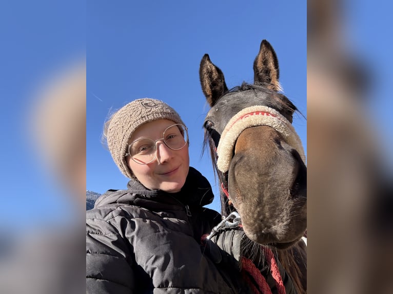 Trakehner Stute 2 Jahre Rappe in Penk