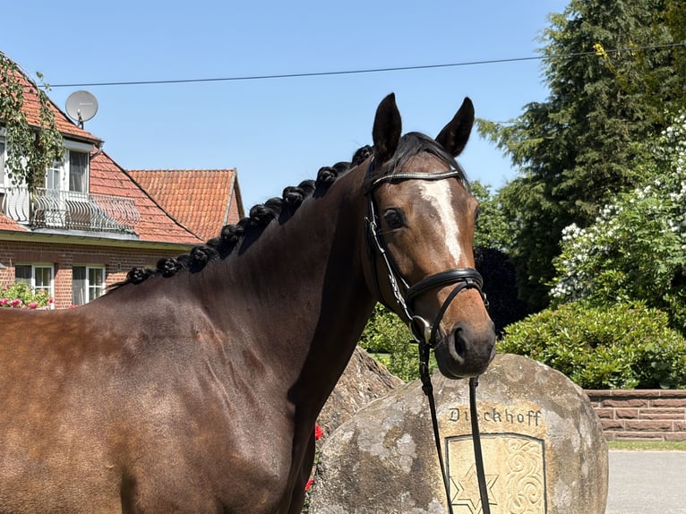 Trakehner Stute 3 Jahre 156 cm Brauner in Bispingen