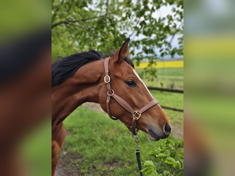 Trakehner Stute 3 Jahre 158 cm Brauner in Uslar