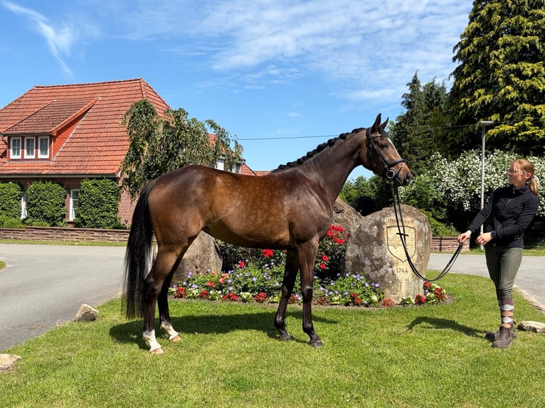 Trakehner Stute 3 Jahre 160 cm Brauner in LangenhagenLangenhagen
