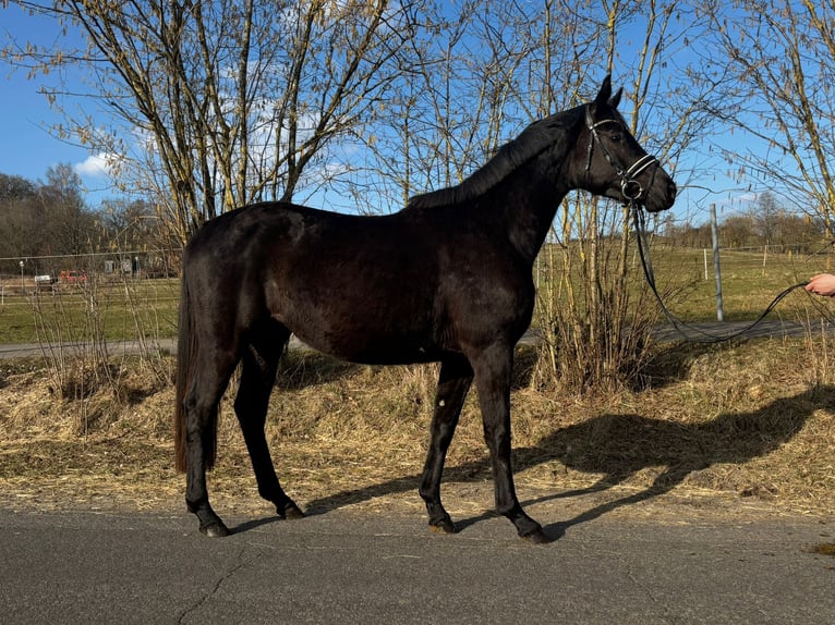 Trakehner Stute 3 Jahre 160 cm Rappe in Herbstein