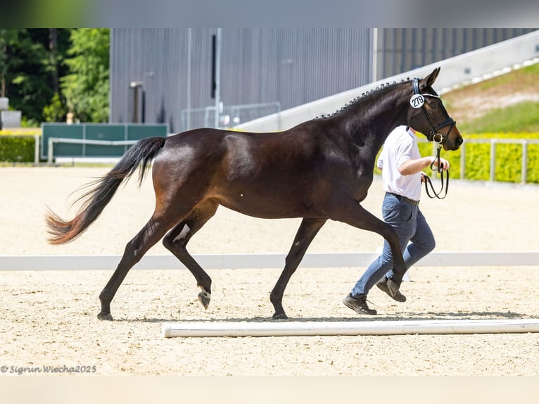 Trakehner Stute 3 Jahre 162 cm Dunkelbrauner in Klingenberg